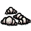 Candy_Lice