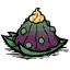 Jelly_Salad