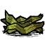 Kelp_Fronds