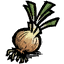 Onion