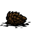 Pine_Cone