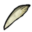 Walrus_Tusk